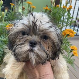 Boy 3 Little Lucky - Liver male Shih Tzu puppy in Troy, Michigan from "Shihtzu Best Friend"
