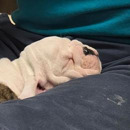Jazz - Red brindle and white female Bulldog puppy in Laurel, Montana from Bull Mountain Bulldogs