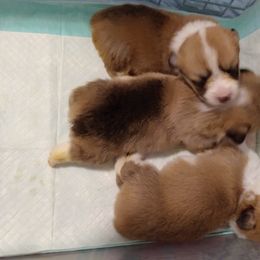 Pembroke Welsh Corgi Puppies from Sunrise Corgis Los Angeles