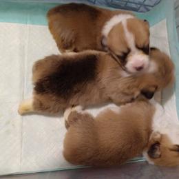 Pembroke Welsh Corgi Puppies from Sunrise Corgis Los Angeles