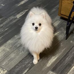 Nali - Pomeranian