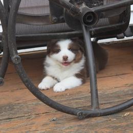 Australian Shepherd Puppies from Starlit Grove Australian Shepherds