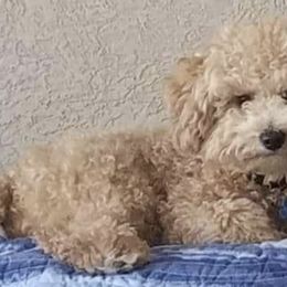 Goldendoodles from Karen's Micro Mini Goldendoodles