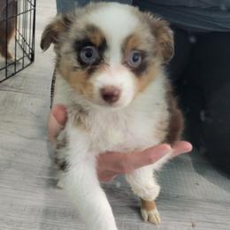 BATMAN RMM - Red merle male Toy Australian Shepherd puppy in Norwood, Missouri from Looney Farm’s Toy & Mini Aussies
