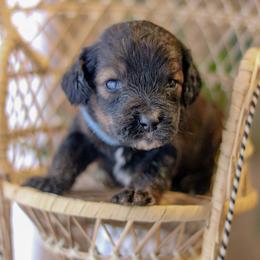 Banks - Sable male Bernedoodle puppy in Crete, Nebraska from Doodles & Co