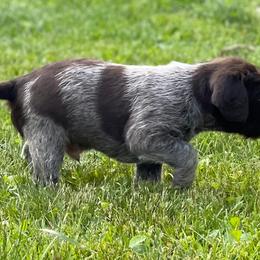 Goldendoodle and Wirehaired Pointing Griffon Puppies from Ole Poor Farm
