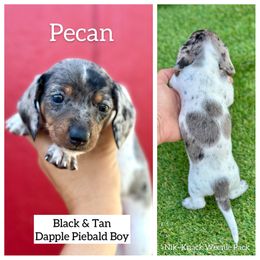 Pecan - Dapple male Dachshund puppy in Florida from Niki Humphries' Dachshunds