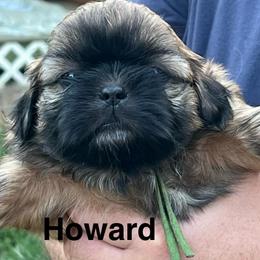 Howard - Black and tan male Shih Tzu puppy in Bloomfield, Indiana from Meihem Pups