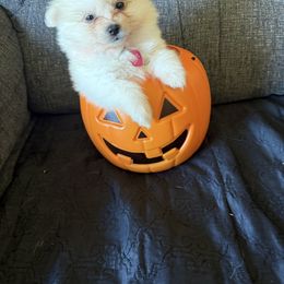 Girl 1 - White female American Eskimo Dog puppy in Redlands, California from Arctic Storm Kennels