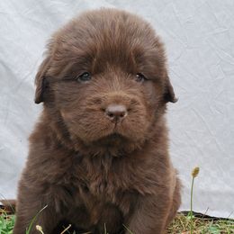 Haisley (White) - Brown female Newfoundland puppy in Winfield, Pennsylvania from Najuananlo Newfoundlands