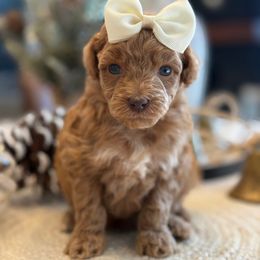 K Pink Girl - Red  female Goldendoodle puppy in Lewisville, Texas from Texas Goldendoodle Lovers