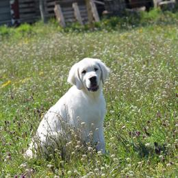 Golden Retriever Puppies from OC Goldens