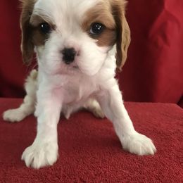 Cavalier King Charles Spaniel Puppies from Christina’s Cavaliers