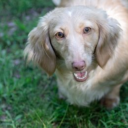 Coconut - Dachshund