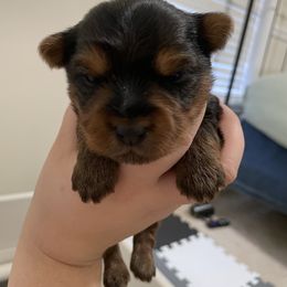 Yorkshire Terrier Puppies from Suttons Yorkies