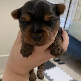 Yorkshire Terrier Puppies from Suttons Yorkies