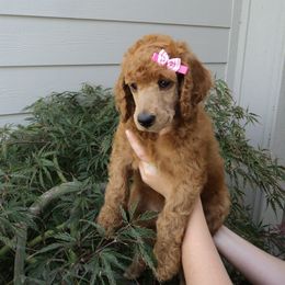 Poodle Puppies from R-Family Red Standard Poodles