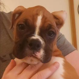 Barry - Fawn male Boxer puppy in Toledo, Ohio from Julie Wilmore Olympic Boxers