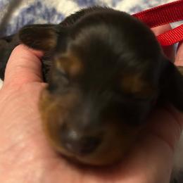 Tiggs - Black and tan male Dachshund puppy in Harrison, Arkansas from Dachshunds on the Hill