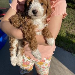 Bernedoodle Puppies from Scarlett Doodles