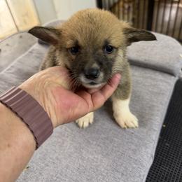 Girl 2 - Red female Pembroke Welsh Corgi puppy in Moulton, Alabama from Reed's Pembroke Corgi Welsh