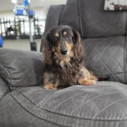 Dachshund puppies from Spinks Puppies
