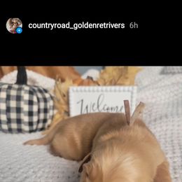 Golden Retriever Puppies from Country Road Golden Retrievers