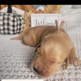 Golden Retriever Puppies from Country Road Golden Retrievers