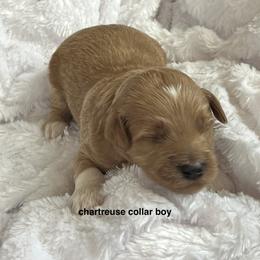 Chartreuse collar boy - Apricot male Goldendoodle puppy in Fairfield, California from Twin Sisters Doodles