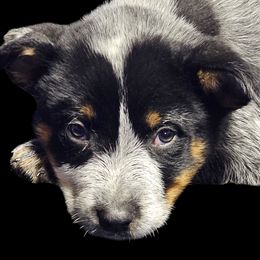 Boy 1 - Blue male Australian Cattle Dog puppy in Dalton, Pennsylvania from Whiteduck Mountain Kennel AKC Australian Cattle Dogs and AKC Fox Red Labrador Retrievers