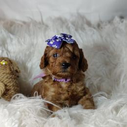 Aspen OFA and CHIC sire - Red  female Poodle puppy in Westfield, North Carolina from Legacy Pets