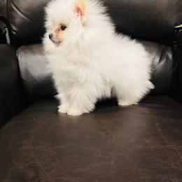 Nutcracker - White male Pomeranian puppy in Harrisonville, Missouri from Cindy's Pomeranians