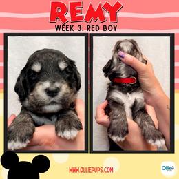 Remy (Red) - male Golden Mountain Doodle puppy in Boiling Springs, South Carolina from OlliePups, LLC