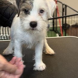 Doberman Pinscher and Parson Russell Terrier Puppies from Saddles Ridge PRT's