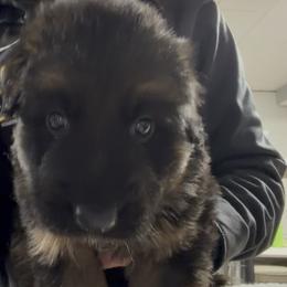 Boy 1 - Aqua Collar - Black and red male German Shepherd puppy in Valley Springs, South Dakota from Von Pasch German Shepherds