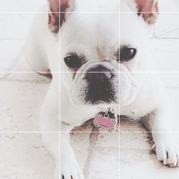 Chanel - French Bulldog