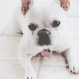 Chanel - French Bulldog