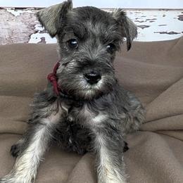 Mabel - Salt and pepper female Miniature Schnauzer puppy in Coarsegold, California from Halo Schnauzer