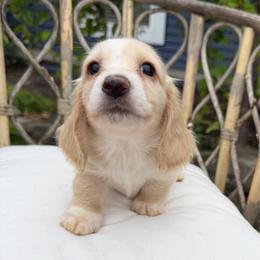 Cream piebald - Piebald male Dachshund puppy in Bryan, Ohio from Wysteria Hill Doxies
