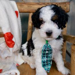 Buddy - Phantom Parti - Black and white male Bernedoodle puppy in Bowling Green, Ohio from Windy Creek Doodles