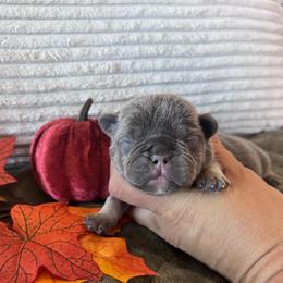 Red collar - Gray male Cane Corso puppy in Tucson, Arizona from Cane Corso Friends