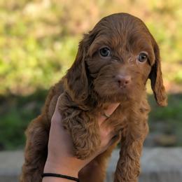 Cedar - Red male Cavapoo puppy in Coshocton, Ohio from Forever Family Puppies