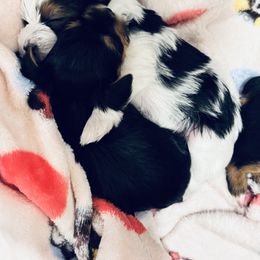 Yorkshire Terrier Puppies from Rosey’s Yorkies