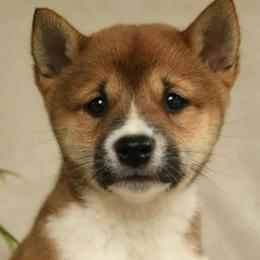 Mieka - Sesame female Shiba Inu puppy in Elizabeth, New Jersey from Shiba Inu Loving Care