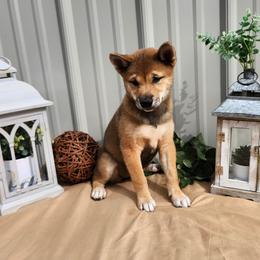 Mia - Sesame female Shiba Inu puppy in Illinois from Precious-Puppies