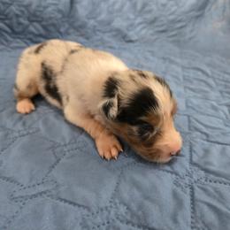 Sage - Blue merle male Australian Shepherd puppy in Abilene, Texas from S&K Aussies N' Rotties