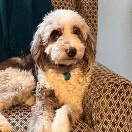 Aussiedoodles from Pawsitively Doodles