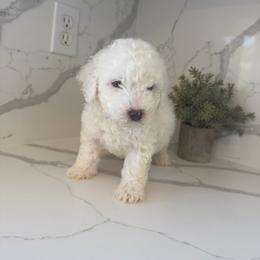 Puppy 2 - White male Poodle puppy in Grass Valley, California from Cuddle Paws Poodles