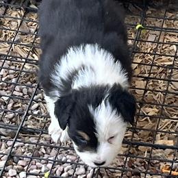 Blackie - Black tri-color female Australian Shepherd puppy in Monroe, Utah from Shawnkara Australian Shepherds & Miniature American Shepherds