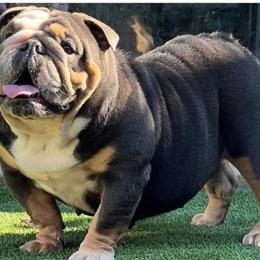 Blossom - Bulldog